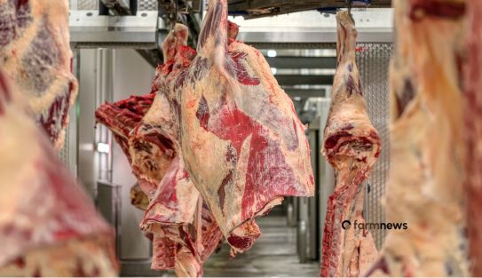 exportação de carne bovina