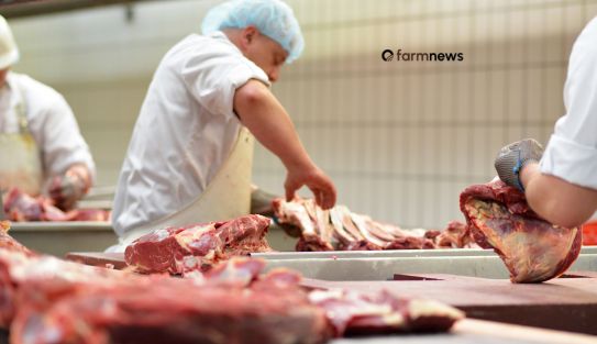 venda de carne bovina
