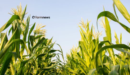 desdobramentos da cop30