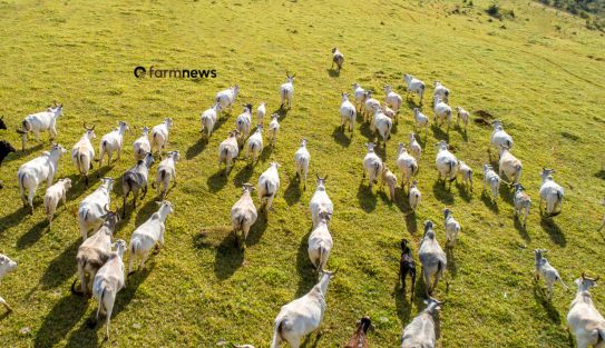 preço futuro do boi gordo