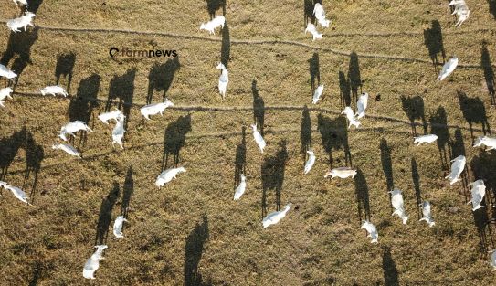 preço futuro do boi gordo