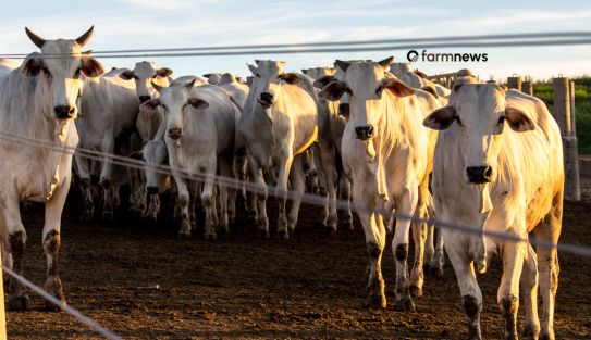 preço futuro do boi gordo