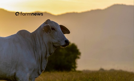 preço futuro do boi gordo