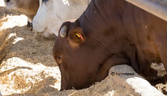 produção mundial de carne bovina
