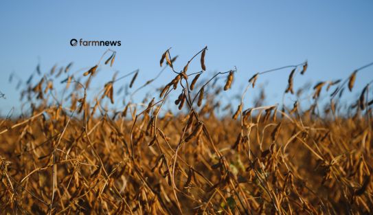 estoque mundial de soja