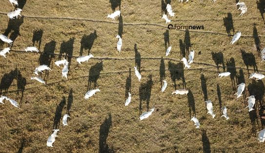 arrobas de boi gordo