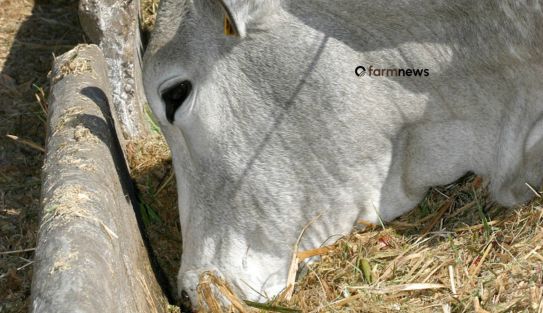 preço futuro do boi gordo
