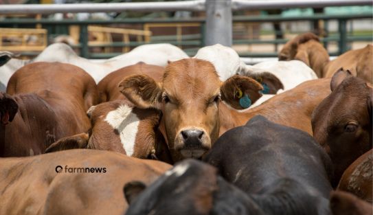 exportação de bovinos vivos