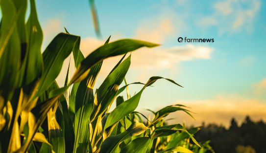 estoque final de milho para 2026