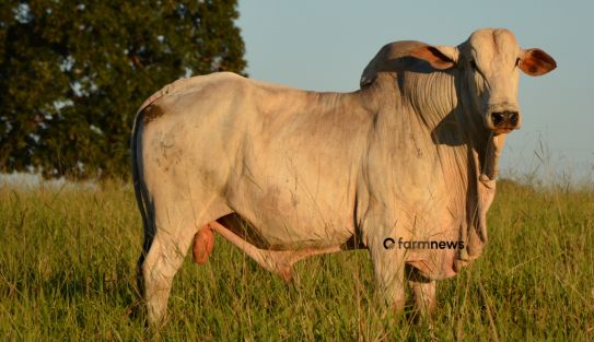 preço futuro do boi gordo