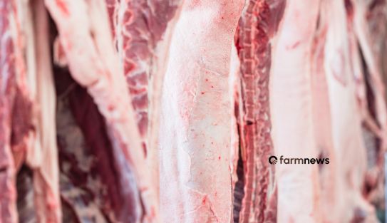 exportação de carne suína