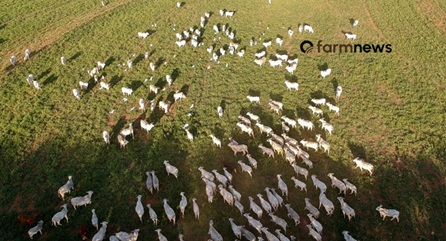 preço futuro do boi gordo para 2026