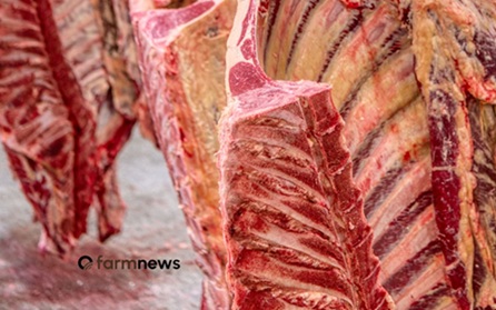 exportação de carne bovina