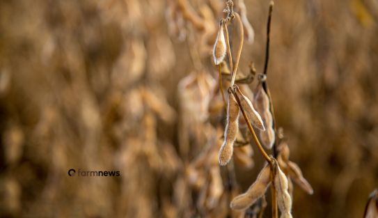 exportação de soja