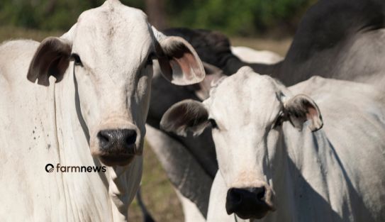 preço futuro do boi gordo