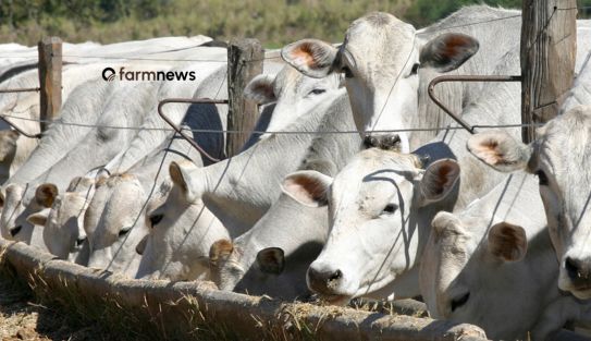 custo da engorda de bovinos confinados