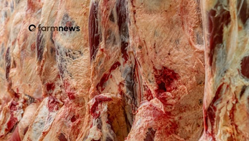 exportação de carne bovina