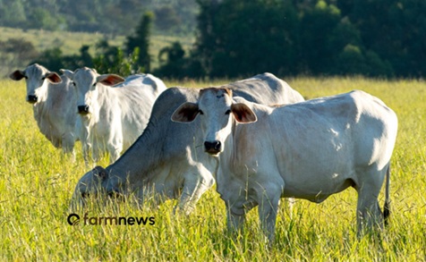 preço futuro do boi gordo