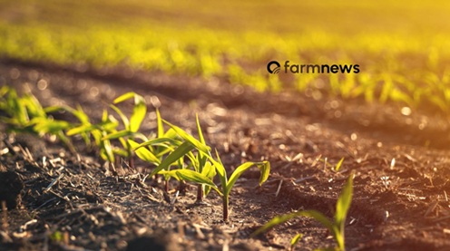 preço futuro do milho