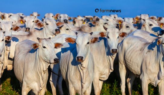 exportação de bovinos vivos