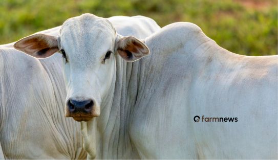 preço futuro do boi gordo