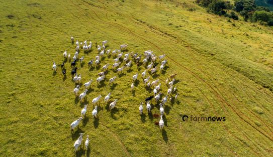 preço futuro do boi gordo