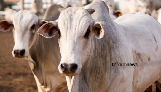 preço futuro do boi gordo