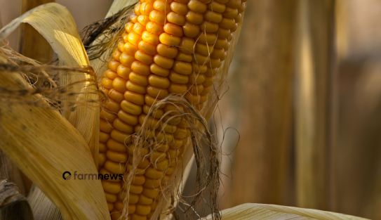 contratos futuros do boi gordo