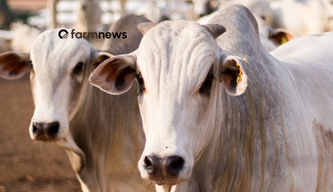 preço futuro do boi gordo preço futuro do boi gordo