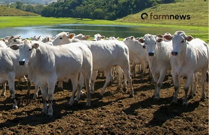 preço futuro do boi gordo