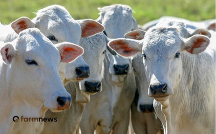 preço da arroba do bezerro