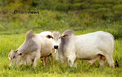 preço futuro do boi gordo