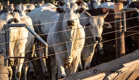 preço futuro do boi gordo