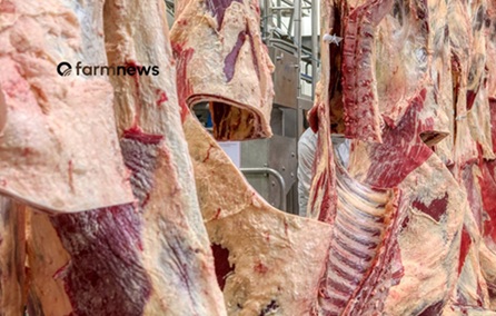 exportação de carne bovina