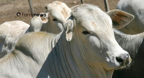 arrobas de boi gordo por bezerro
