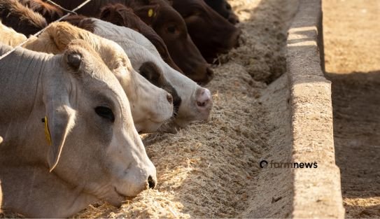 custo de produção de bovinos confinados