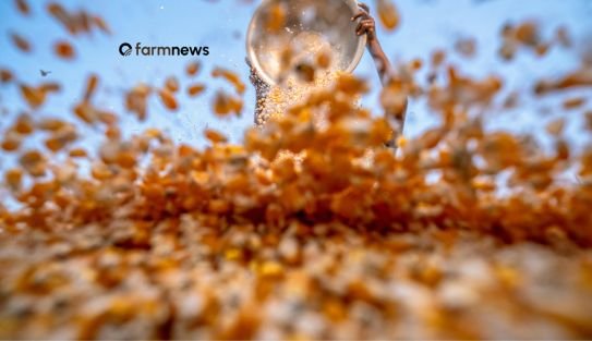 estoque mundial de milho estoque mundial de milho