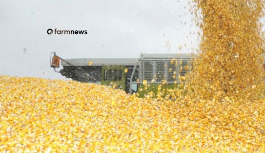 preço futuro do milho