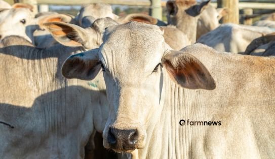 preço futuro do boi gordo
