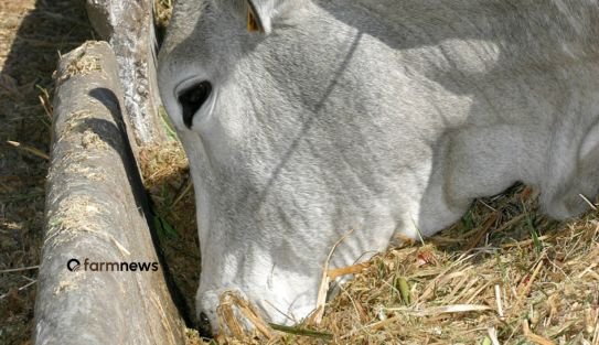 preço futuro do boi gordo