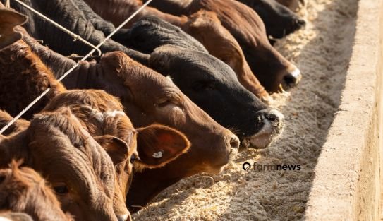 preço do boi gordo nos EUA