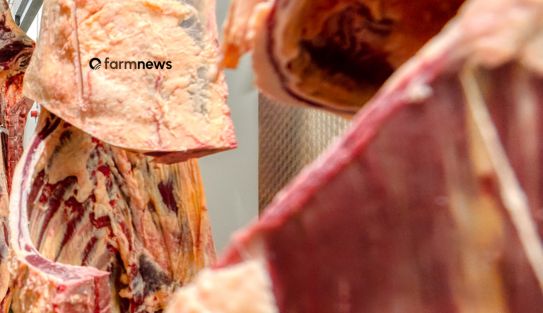 carne bovina