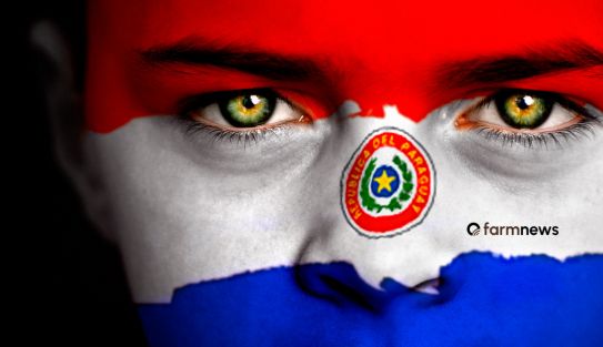 tigre guarani