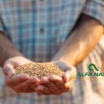 desperdício no campo