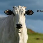 abate de vacas