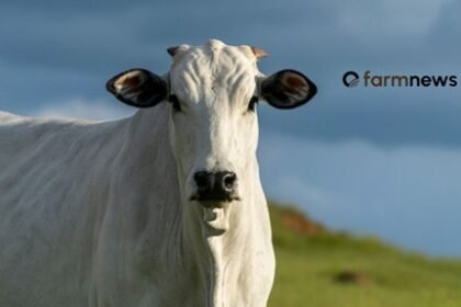 abate de vacas