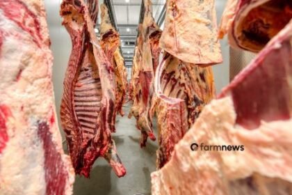 exportação de carne bovina