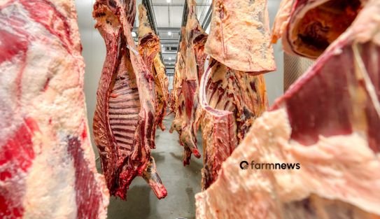 exportação de carne bovina