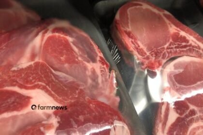 exportação de carne bovina