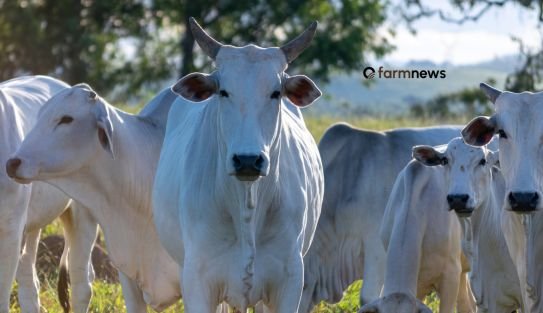 produção de bezerros gemelares